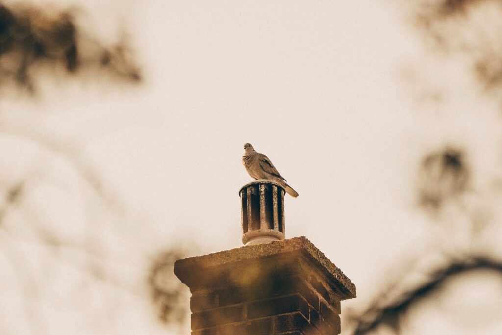 An image of a bird sitting on a chimney
