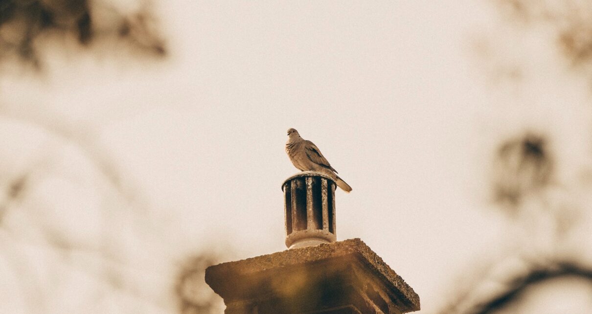 An image of a bird sitting on a chimney