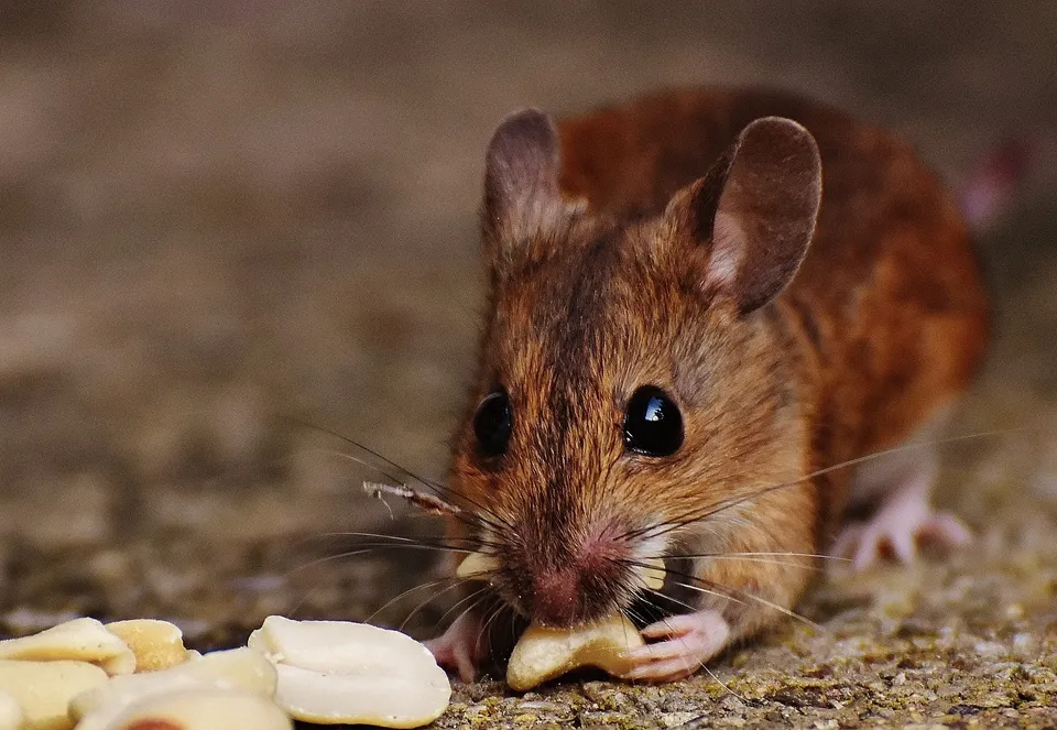 Do You Know What Kind of Diseases Mice Can Spread?