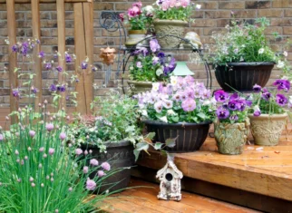 plant containers