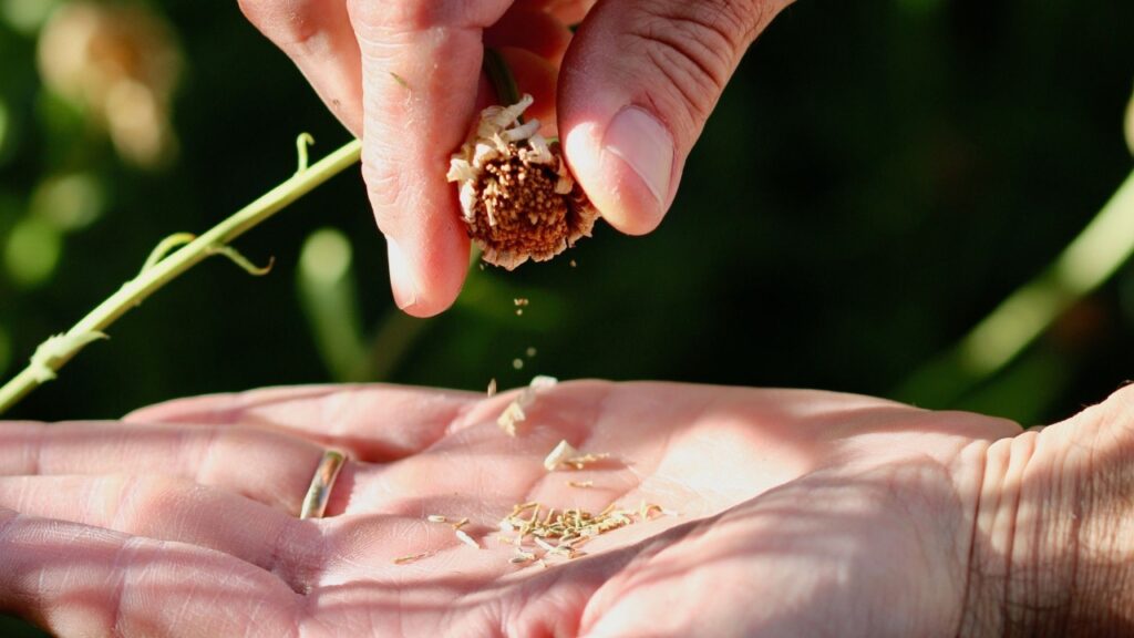 The Silent Guardians: How Tree Surgeons Are Saving Singapore’s Green Legacy