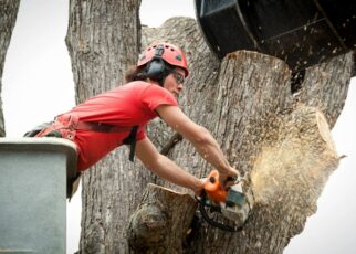 Tree Removal