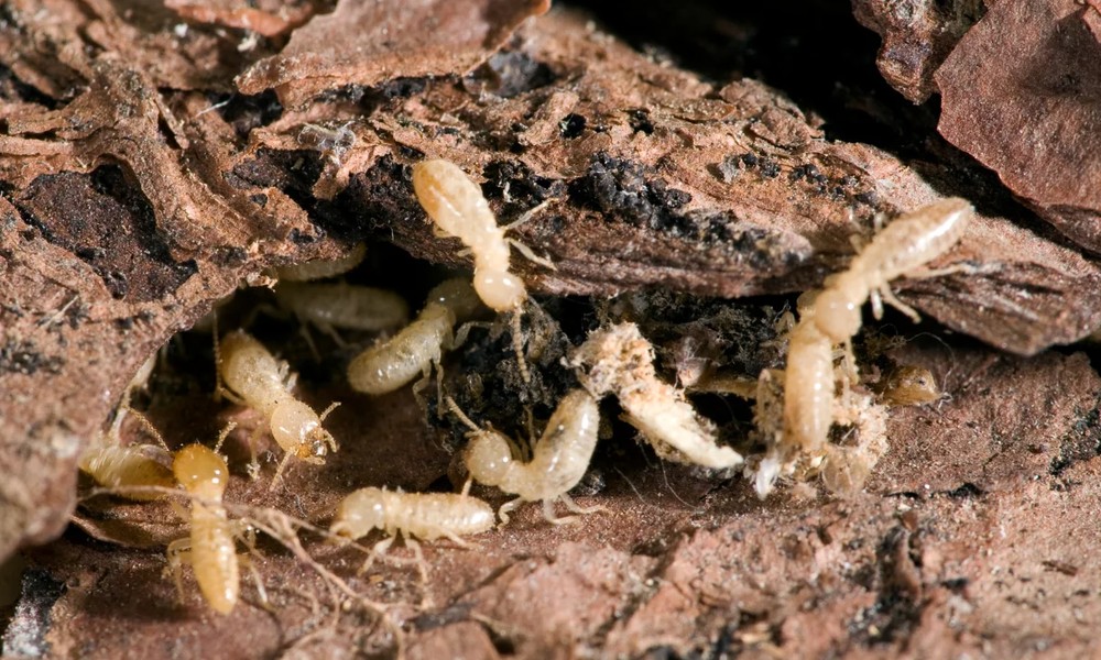 How New Home Developments in Winter Garden Disturb Termite Colonies